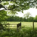 The Meadow
