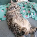 comfy community