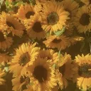 Sunflower maze🌻☀