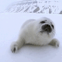 ୨ৎ﹒   yume  sea  ༄  🦭