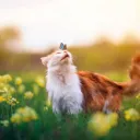 The Four Clans Discord Server Icon