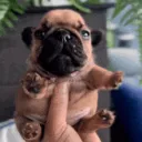 Pibblecord