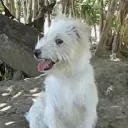 The cute dog's sever (meme sever)