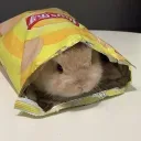 The Bunny Burrow