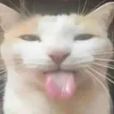 Silly cat server