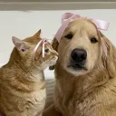 ∘⁺₊ play with friends ₊⁺∘