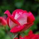 Rosen's Garden