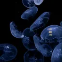 ｡*⋈ 精 神 病 院 ⋈*｡
