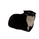 Ray’s Server