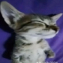 ☆°•*{!stars!}*•°☆ Discord server icon