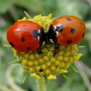 lovebug ʚଓ Discord server icon