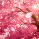 Sakura Discord server icon