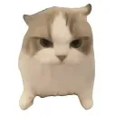 貓貓共和國