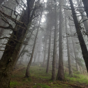 The Wilderness - DanganRP Discord server icon