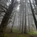 The Wilderness - DanganRP