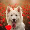 C'est Toutou Rien 🐾