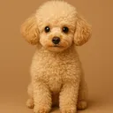 Exotic puppies server