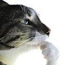 valo runners Discord server icon