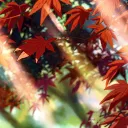 🦃⨳ Mokiyo ♡ 🧺 discord icon