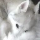 🐺🍥 ✦ | Aul4STA’s server
