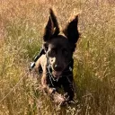 GOATS🐐