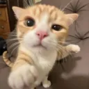 냥아치