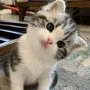 Pookies