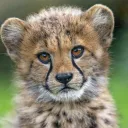 Cheetah Print daycare discord icon