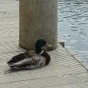 The Duck Pond II