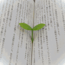 ᓚᘏᗢ chiibun . ちいぶん ✿ 16+ Discord server icon