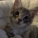 catz trading realm