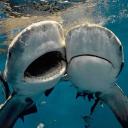 🦈๋࣭⭑ Sharkies ·ᝰ.