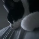 Meowgan’s Home