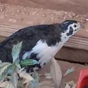 Earnest (QUAIL MODE)