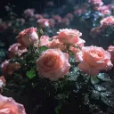 玫瑰餅乾舖