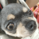 ✦𝙱𝚛𝚘𝚔𝚎𝚌𝚑𝚊𝚌𝚑𝚘𝚜 Discord server icon