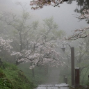 ˚ ༘`✦ ˑYume Zen Garden ִֶ 𓂃˚ 𝄞⊹