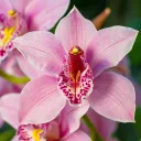Orchid's Garden