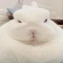 ᥫ᭡.      /    bunni