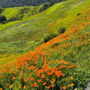 Nature Dex Official Server Discord server icon