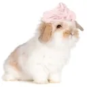 bunni