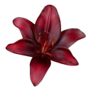 . ✦ ݁ ˖ potatos main hub 𓂃⋆.˚ Discord server icon