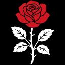 A rose of 09