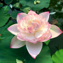 Lotus Sanctuary Rp server Discord server icon