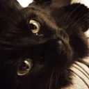 Кошачий домик🖤🍁