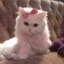 Кошачий домик😼🤍