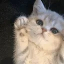 🐾Кошачья лапка🐾