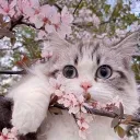 Кошачий домик 💕