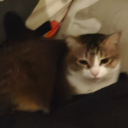 server o' etoh professionals Discord server icon