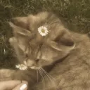 ʚ🤎ɞ : 𝒟𝓇ℯ𝒶𝓂𝓈𝒸𝒶𝓅ℯ𝓈